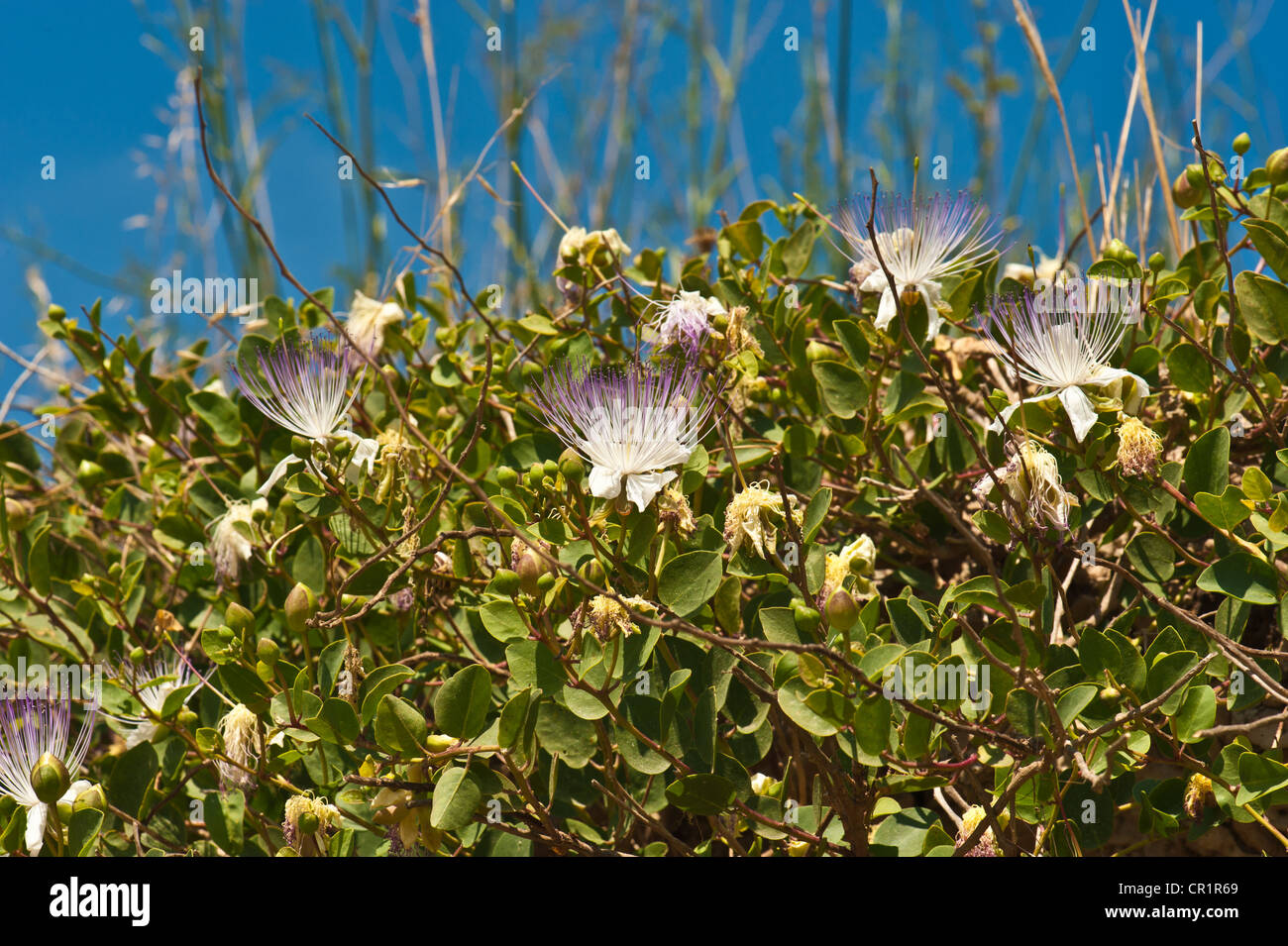 Caper bush hires stock photography and images Alamy
