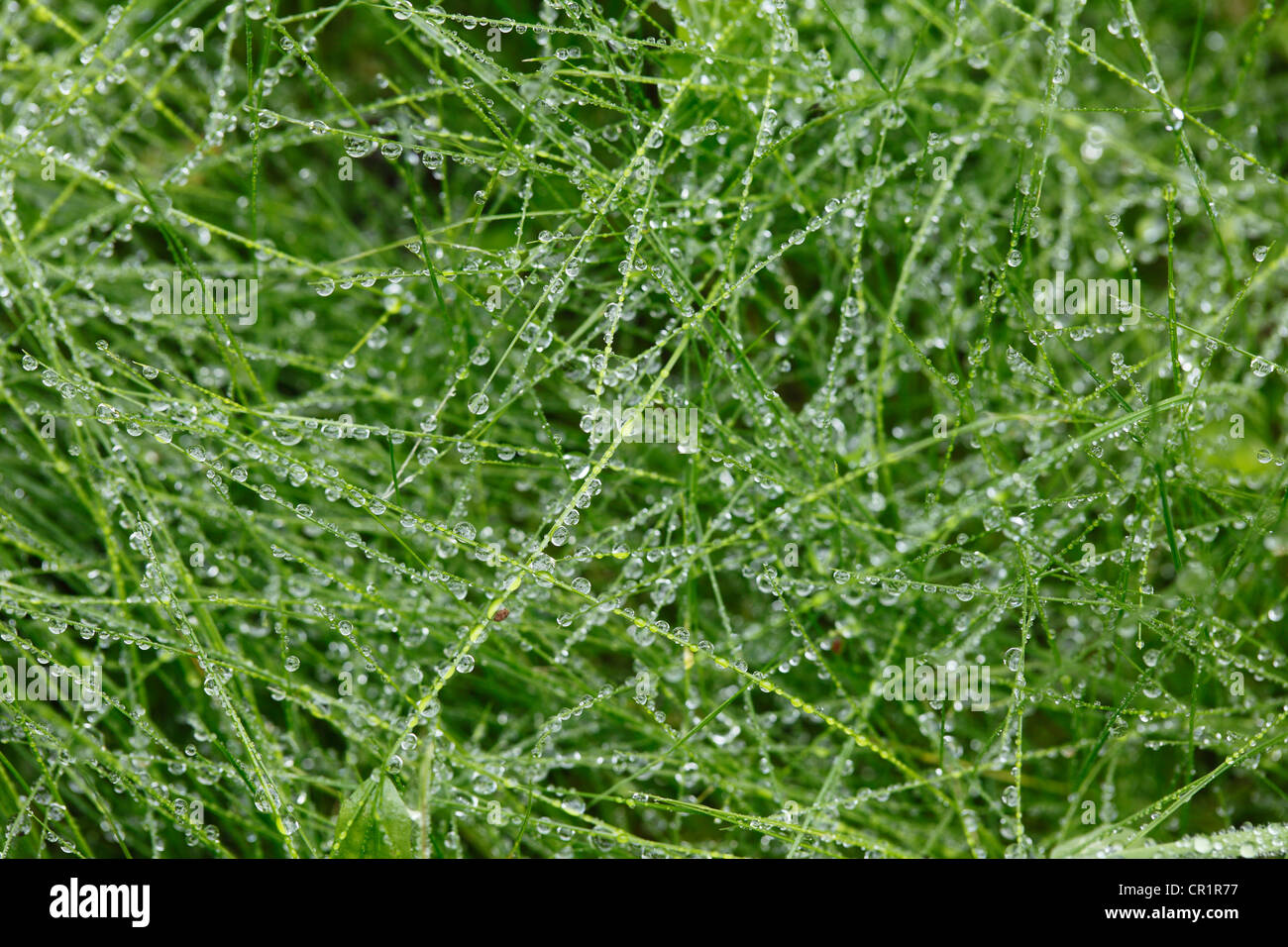 Raindrops on grass Stock Photo