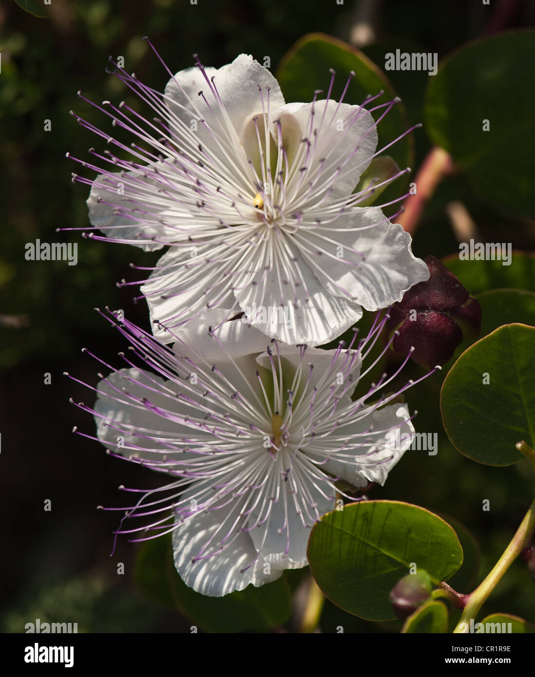 Caper flower hires stock photography and images Alamy