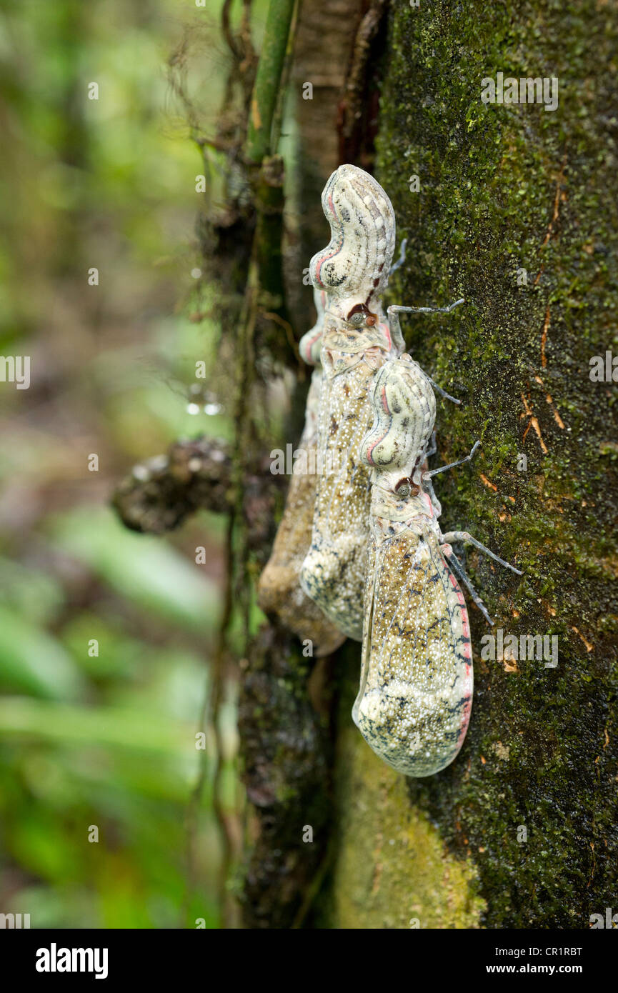 Lantern fly (Fulgora laternaria), Laguna del Lagarto Lodge, Alajuela, Costa Rica, Central America Stock Photo