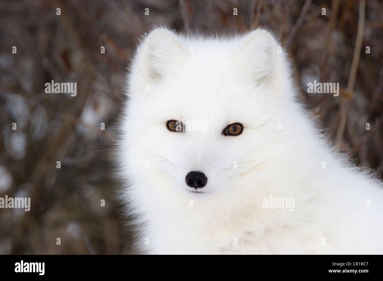 Arctic Fox (Vulpes lagopus) portrait, Hudson Bay, Canada. Stock Photo