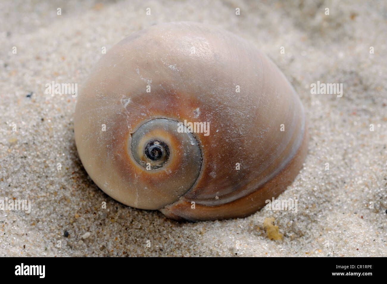 Snail shell in the sand Stock Photo