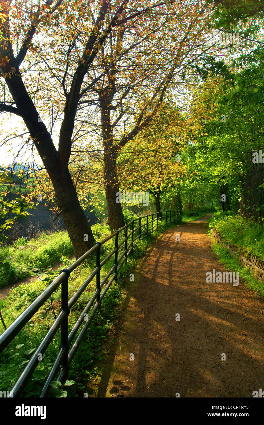 UK,South Yorkshire,Sheffield,Five Weirs Walk,Light Through Trees on the footpath near Washford Bridge during early Summer Stock Photo