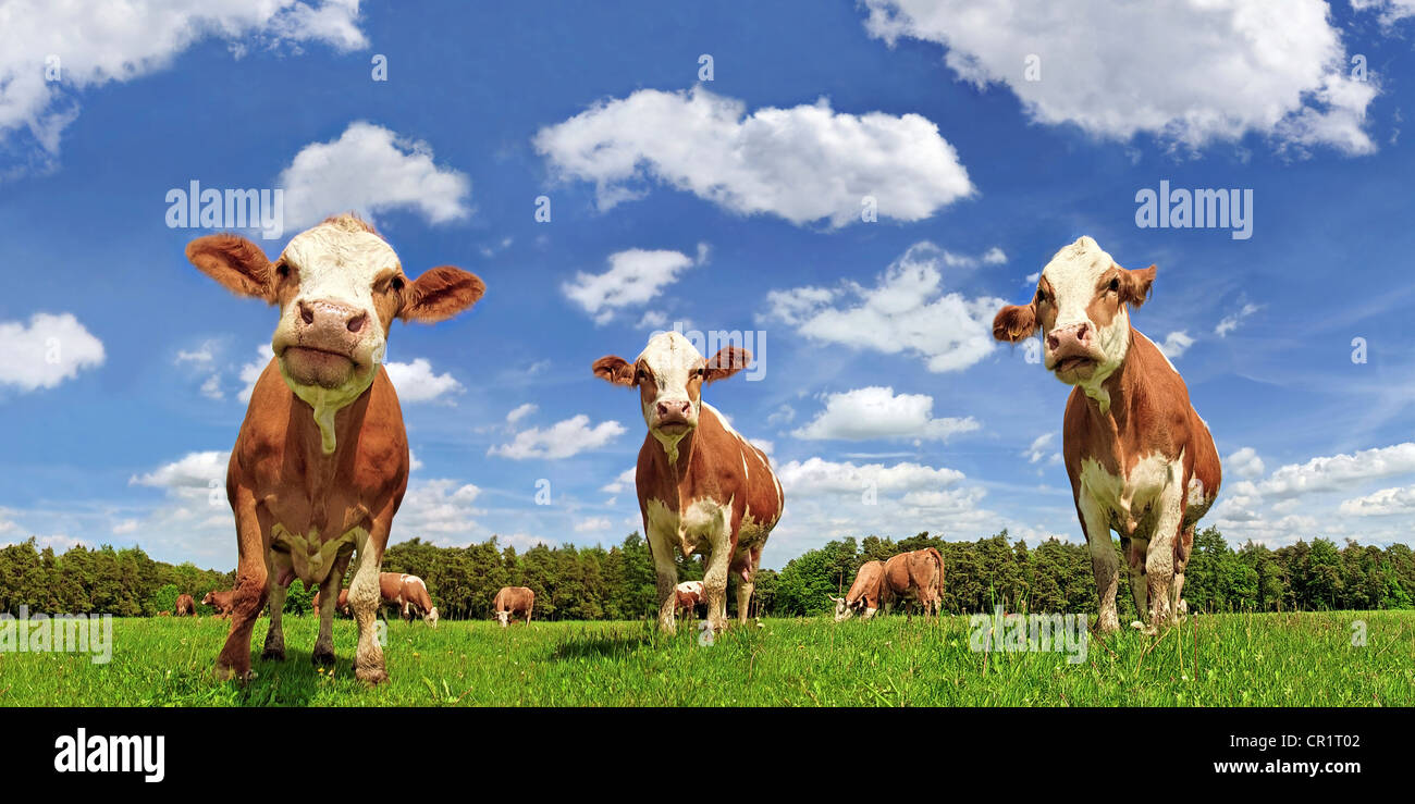 Fleckvieh cattle, dairy cows in a lush meadow, clouds, upward view Stock Photo