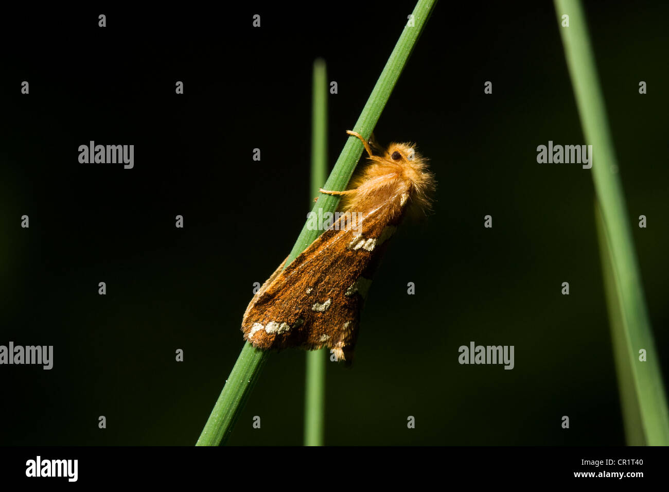 A small brown moth, Gold Swift (Phymatopus hecta), resting on grass. Stock Photo