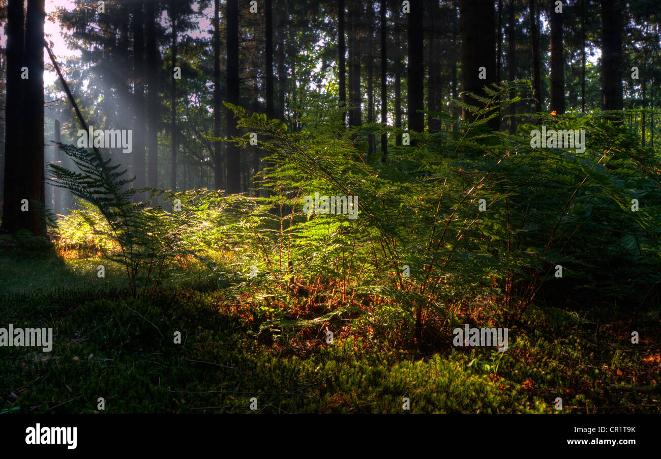 Pine Forest And Ferns High Resolution Stock Photography and Images - Alamy