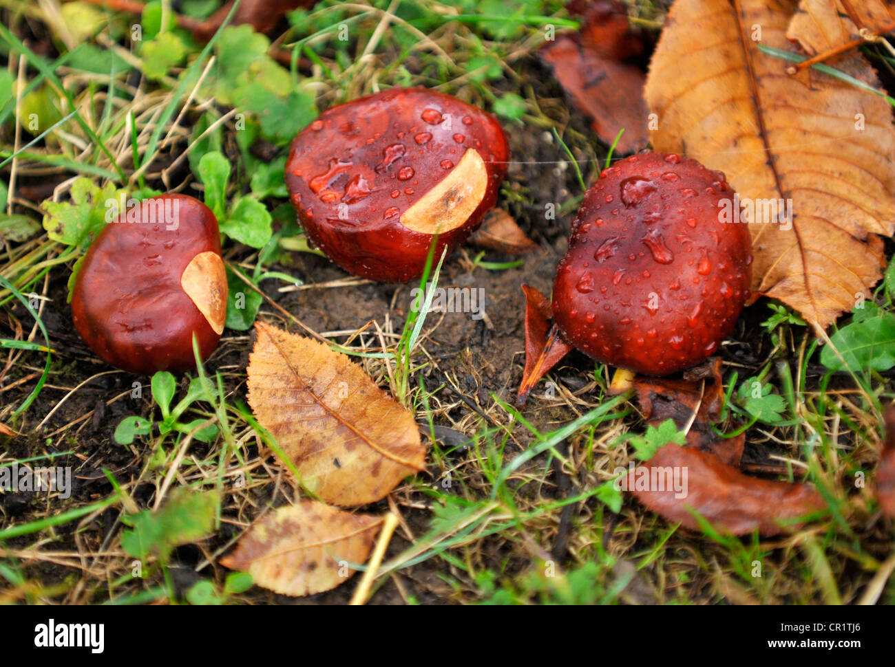 Chestnuts (Castanea) on damp ground, autumn mood, Stuttgart, Baden-Wuerttemberg, Germany, Europe Stock Photo