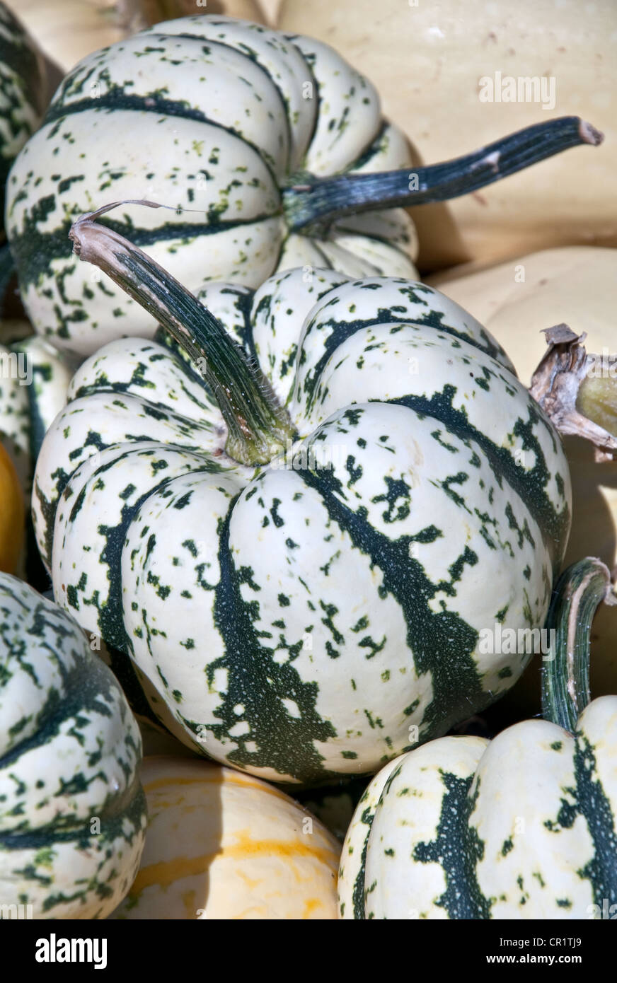 carnival squash, that is white and green striped. A classic fall vegetable in a vertical image with other squash. Stock Photo