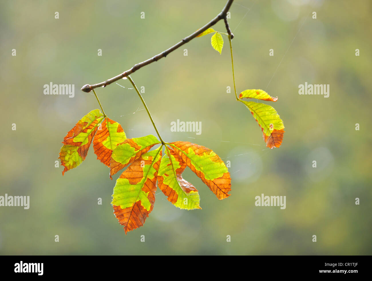 Changing colour leaves hi-res stock photography and images - Alamy