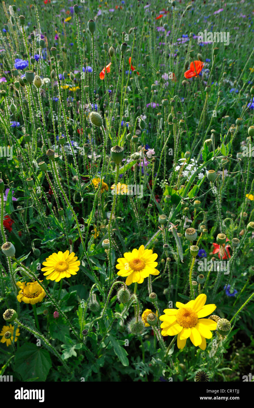 Summer meadow, Cornflower (Centaurea cyanus), Yarrow (Achillea), Mallow (Malva), Yellow Daisies (Leucanthemum) Stock Photo