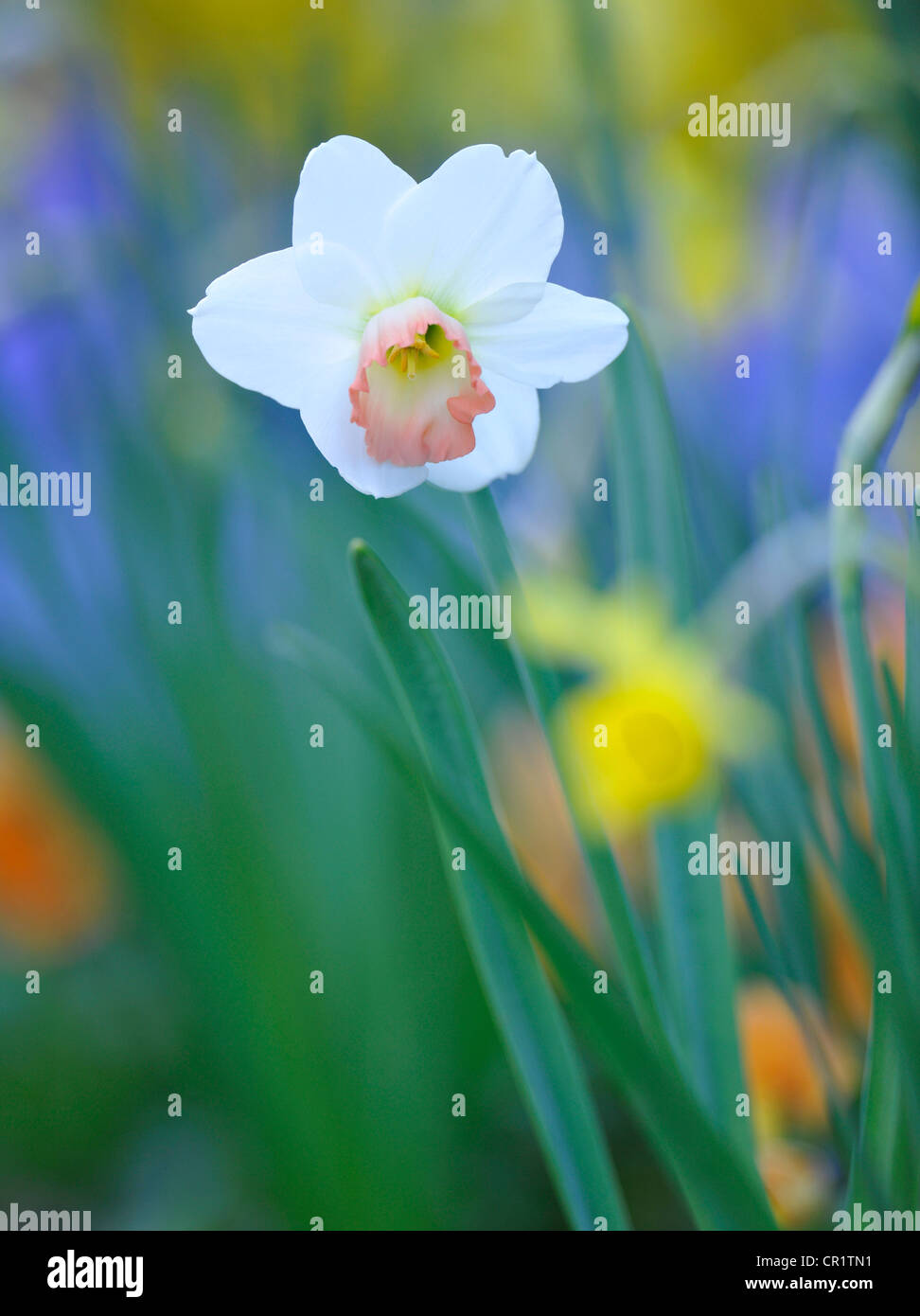 Daffodil (Narcissus), cultivar Stock Photo Alamy