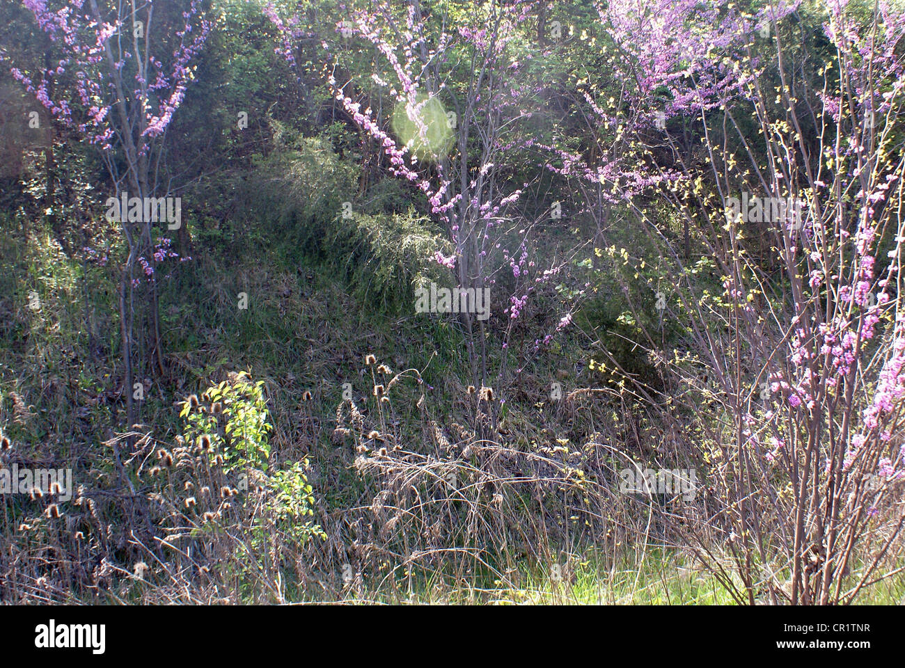 Early spring Redbud trees in sunlight. Stock Photo