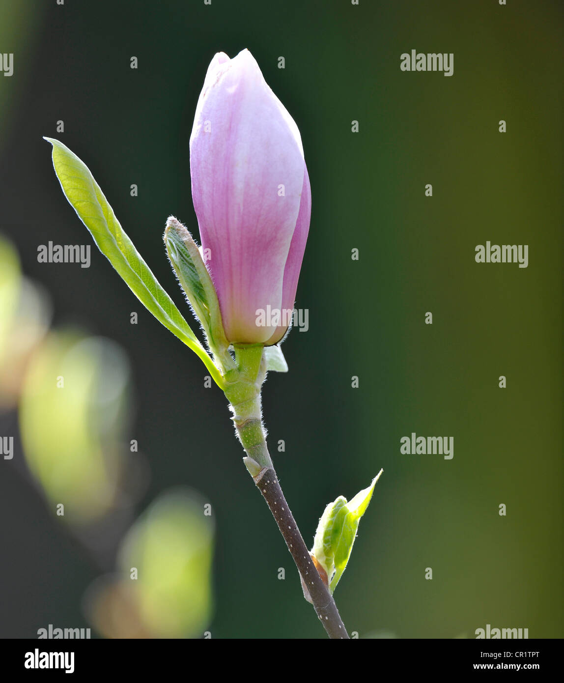 Tulip Magnolia (Magnolia x soulangeana), hybrid, flowering, Amabilis cultivar Stock Photo