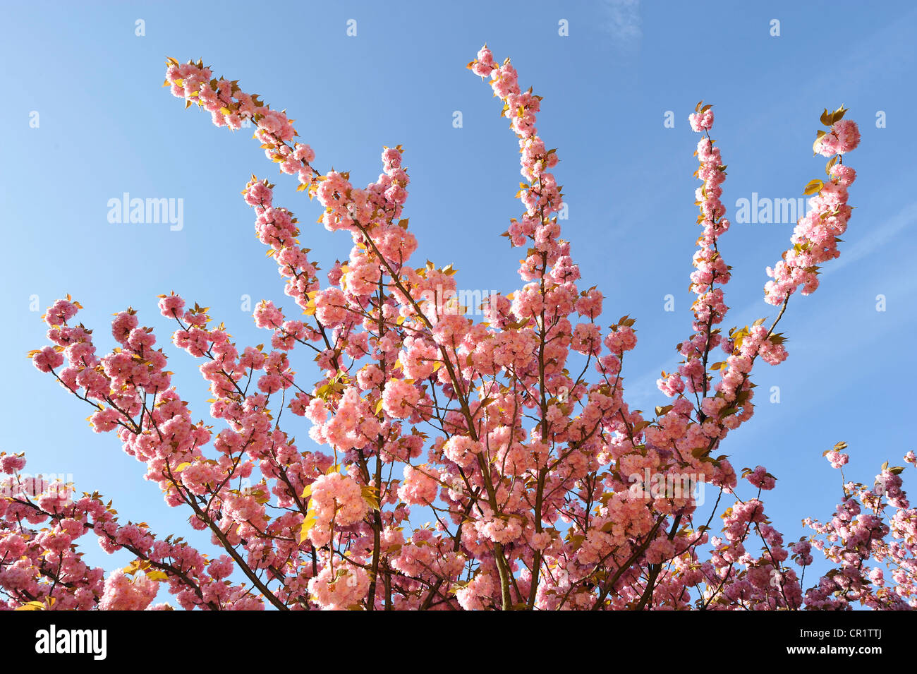 Flowering Japanese cherry (Prunus serrulata), France, Europe Stock Photo