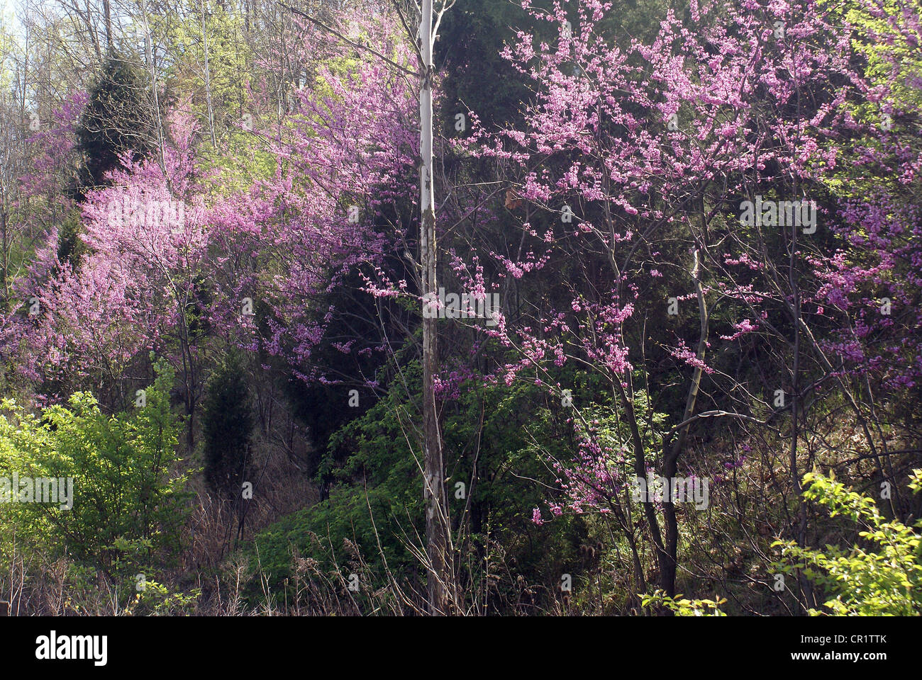 Redbud trees and new green growth make springtime full of vibrant color. Stock Photo