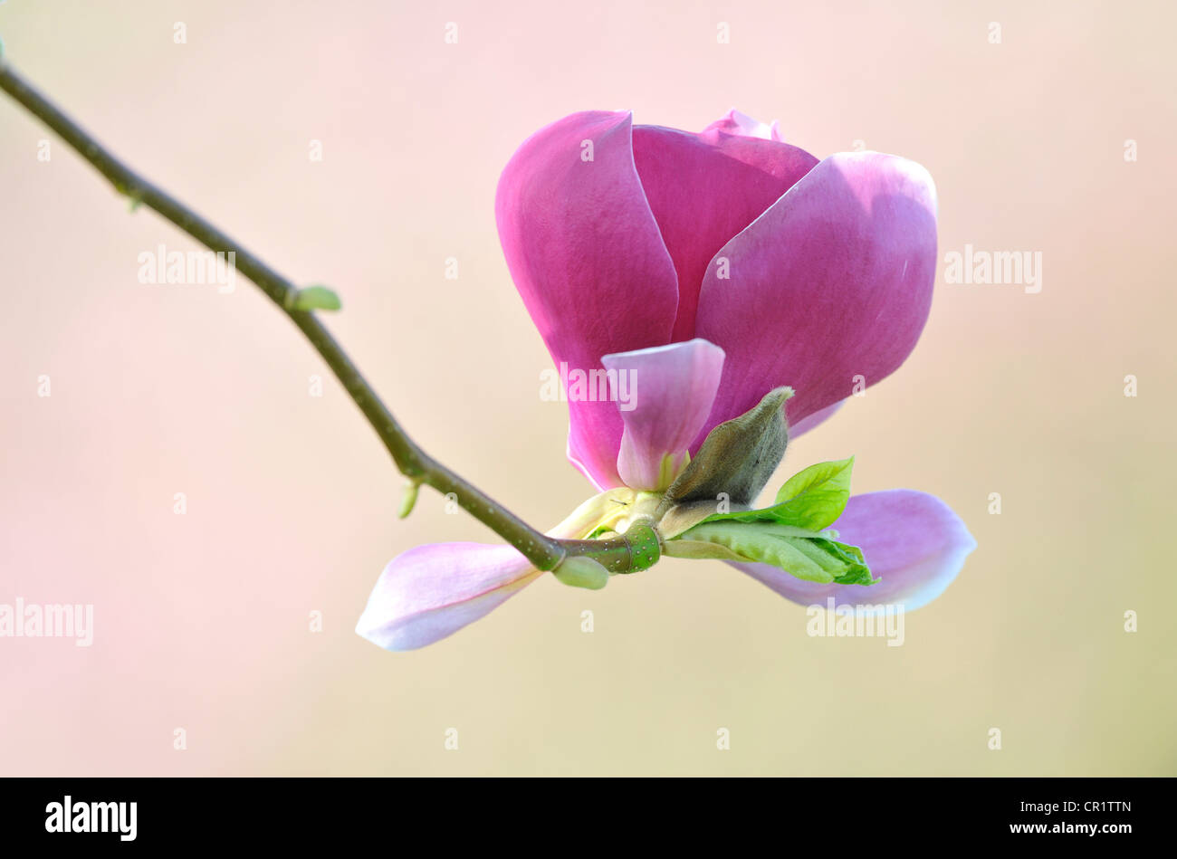 Flowering saucer magnolia (Magnolia x soulangeana) Amabilis cultivar