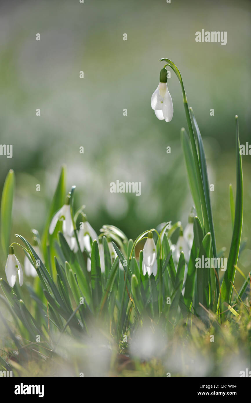 Snowdrops (Galanthus nivalis) Stock Photo