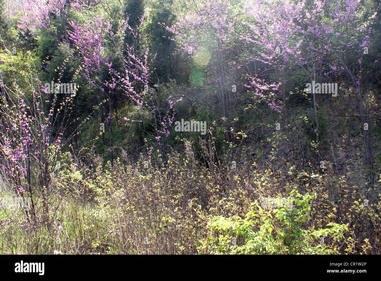 Early Spring Redbud trees and green bushes blooming alongside dark pines. Stock Photo