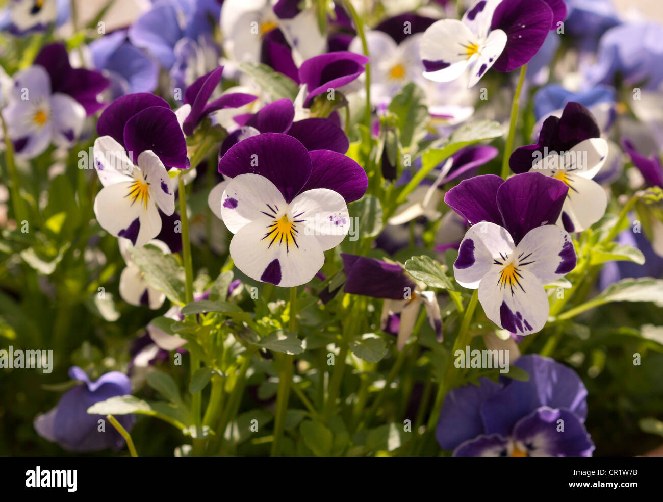Viola growing in a traditional English Garden Stock Photo Alamy