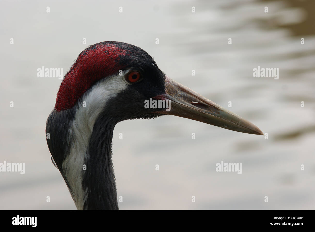 Eurasian Crane, Grus grus, Adult. Photographed at Slimbridge Wildfowl & Wetlands Trust, Gloucestershire, UK Stock Photo