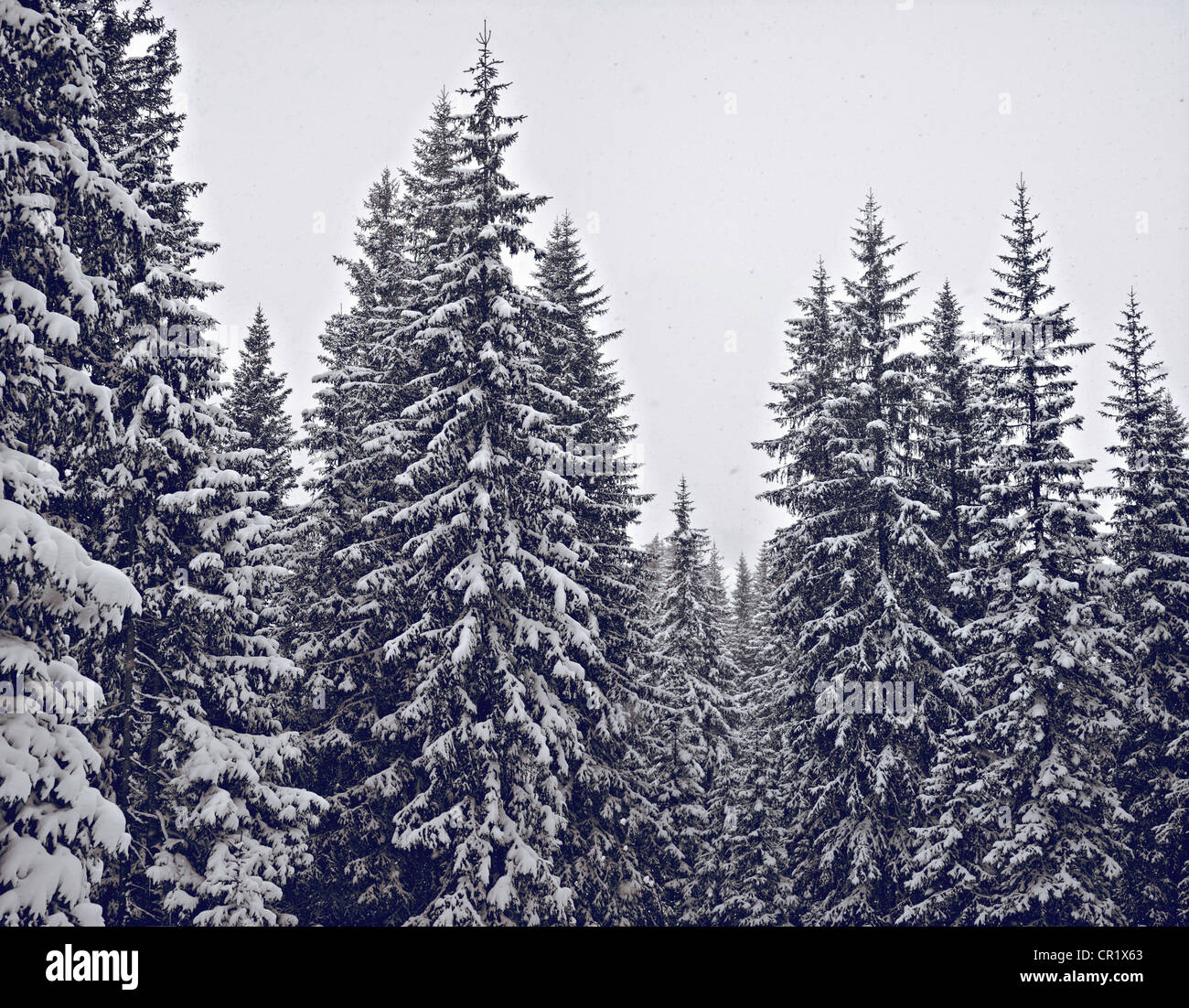 Snow-covered trees in forest Stock Photo