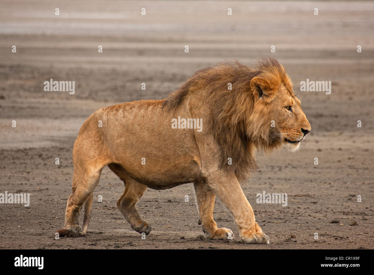 Male Lion in All his Splendor Stock Photo