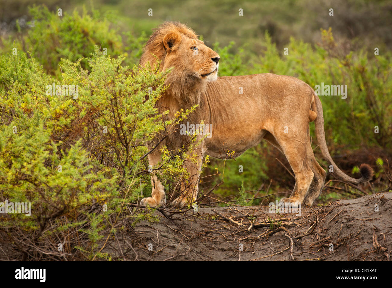 Male Lion in All his Splendor Stock Photo