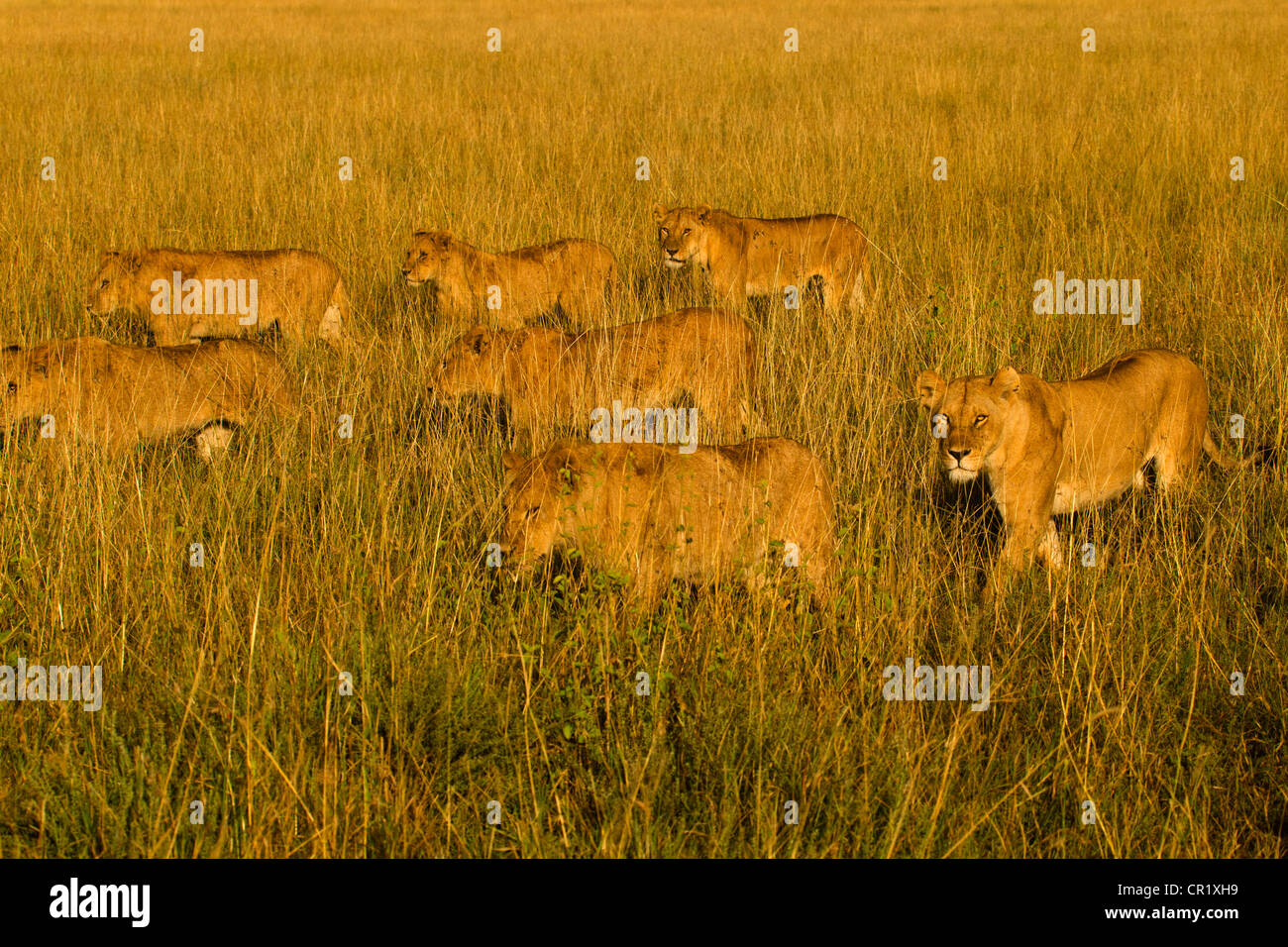 Lions on the Move in the Morning Sun in the Serengeti Stock Photo