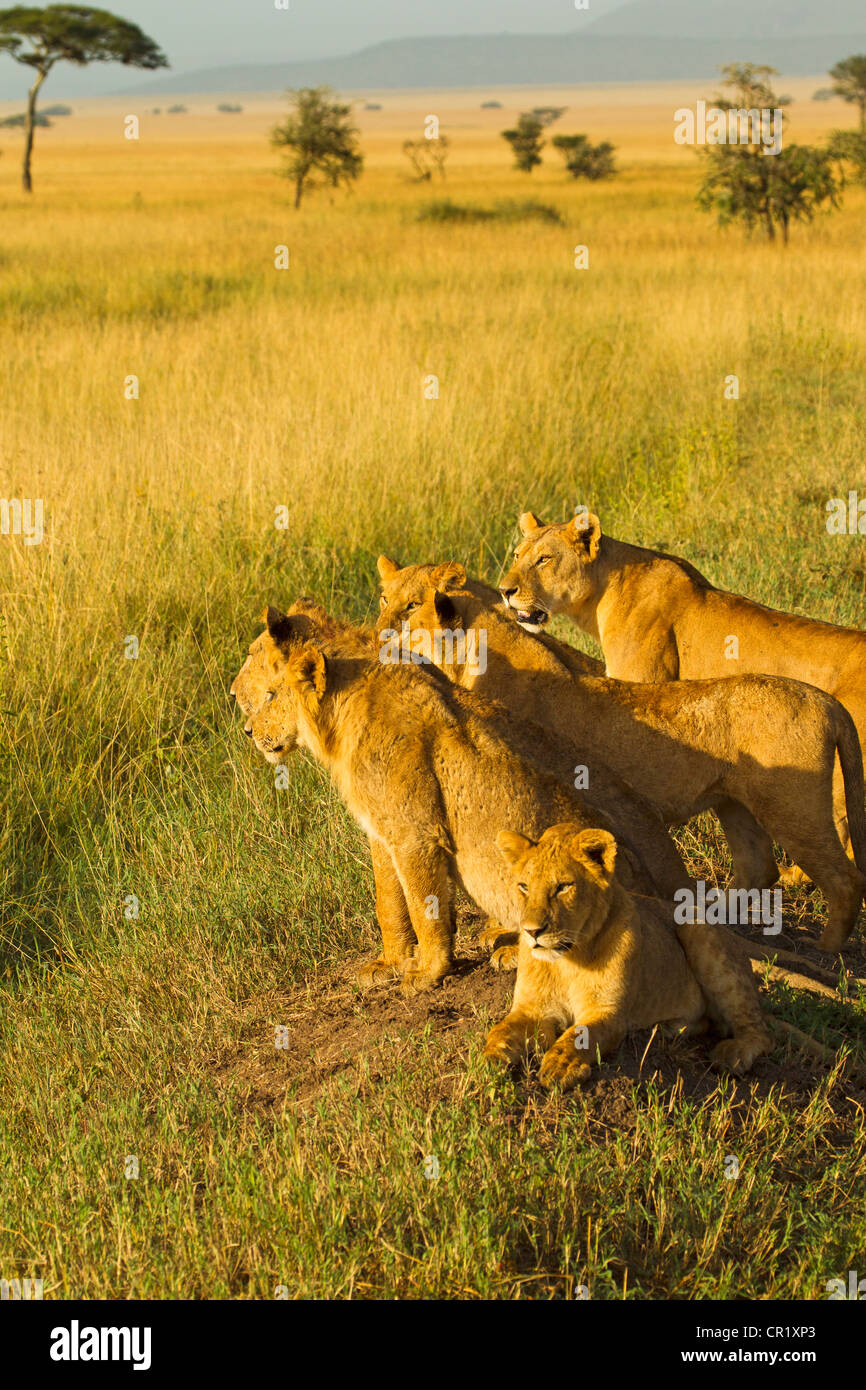 Lions on the Move in the Morning Sun in the Serengeti Stock Photo
