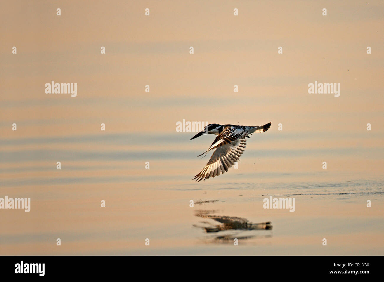 Egypt, Middle Egypt, the Fayoum, Wadi el Rayan, Natural Park, Pied kingfisher (Ceryle rudis) Stock Photo