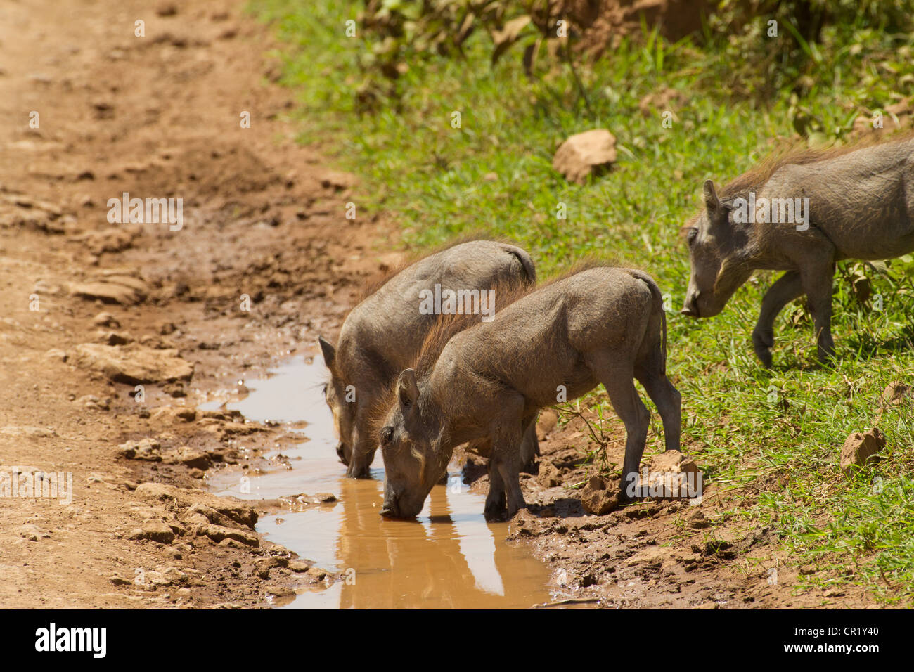 Warthog Family Drinking Muddy Water Stock Photo Alamy