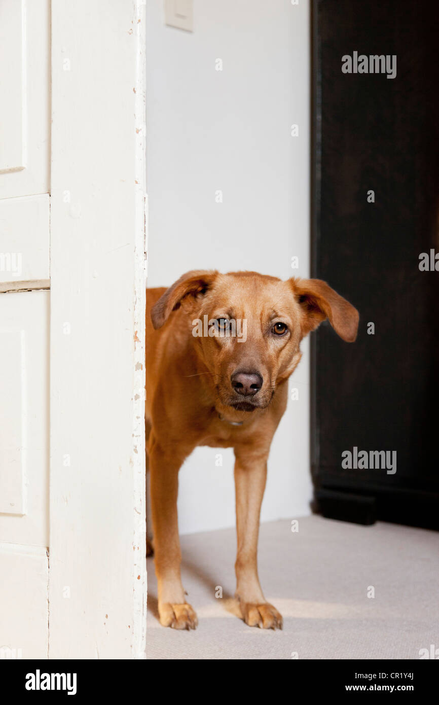 Dog standing in doorway Stock Photo Alamy