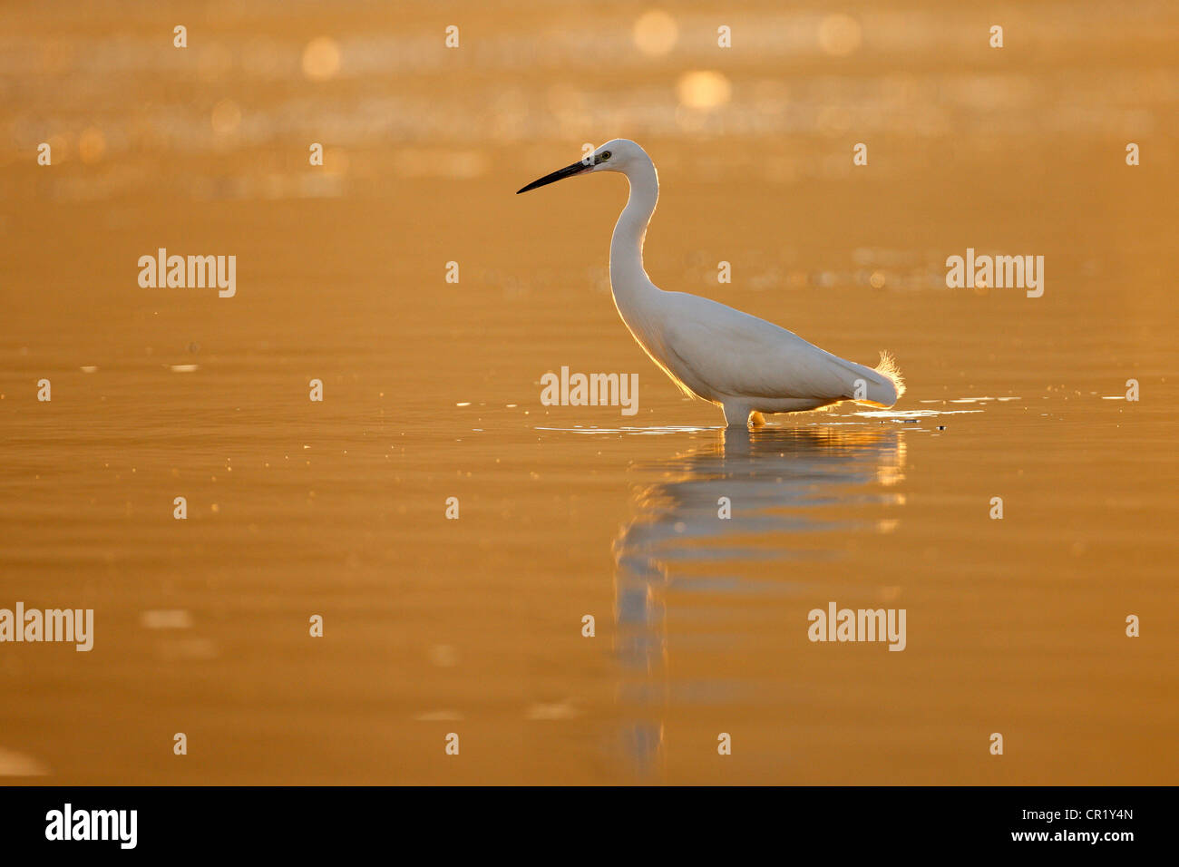 Egypt, Upper Egypt, Nubia, Aswan, wading bird : little egret (Egretta garzetta) Stock Photo