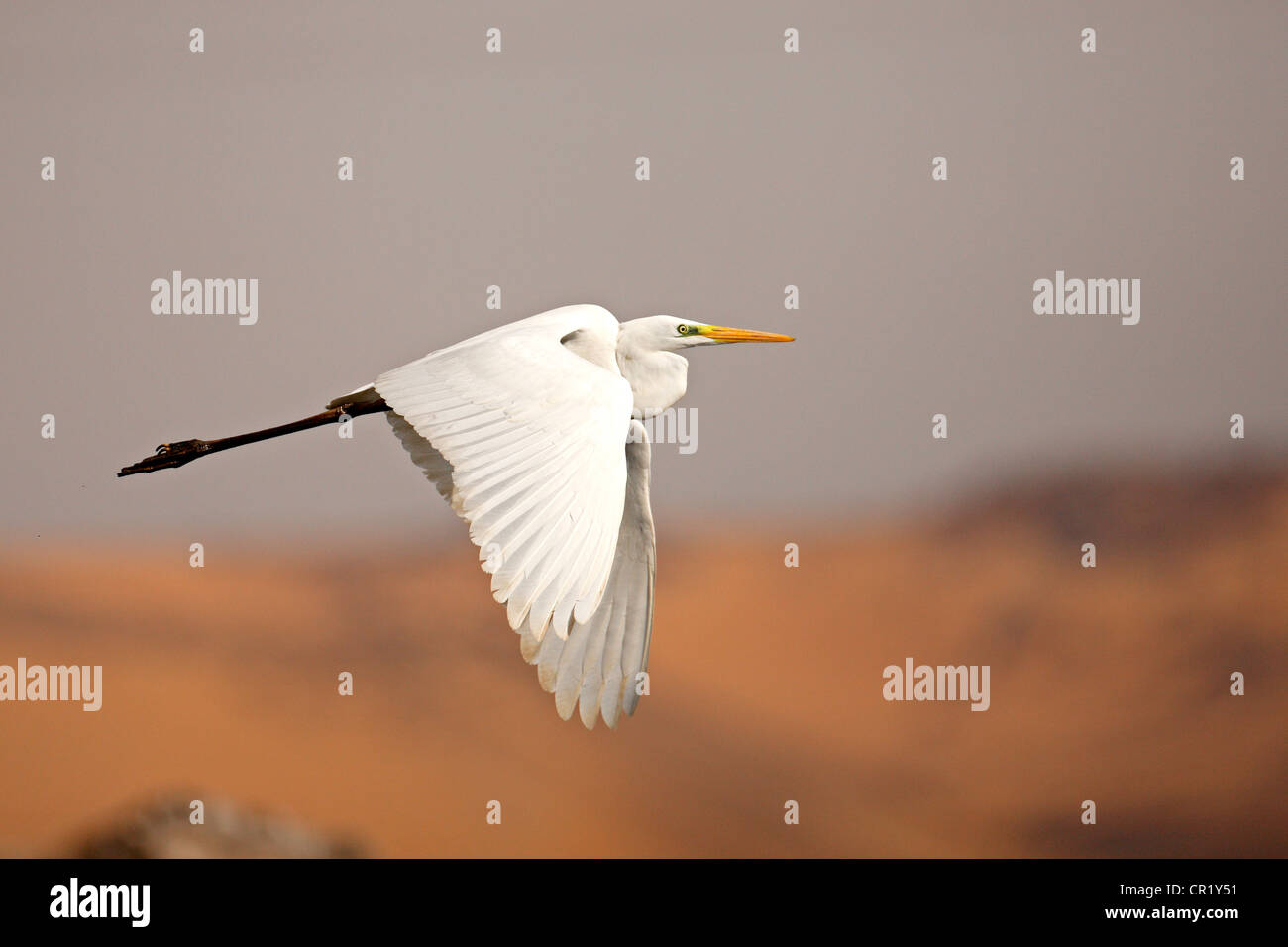 Egypt, Upper Egypt, Nubia, Aswan, wading bird : little egret (Egretta garzetta) Stock Photo