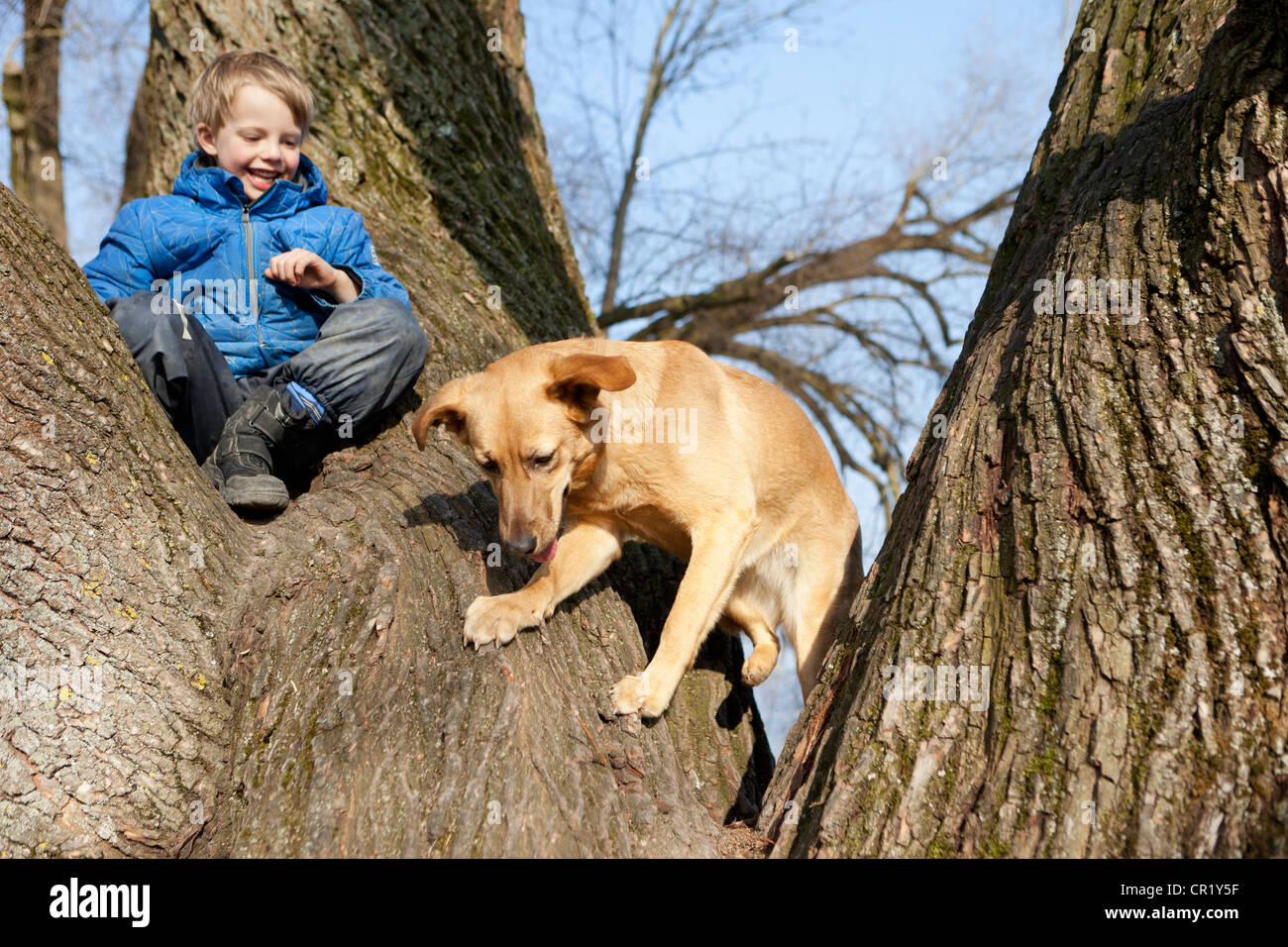 Can A Dog Climb Trees