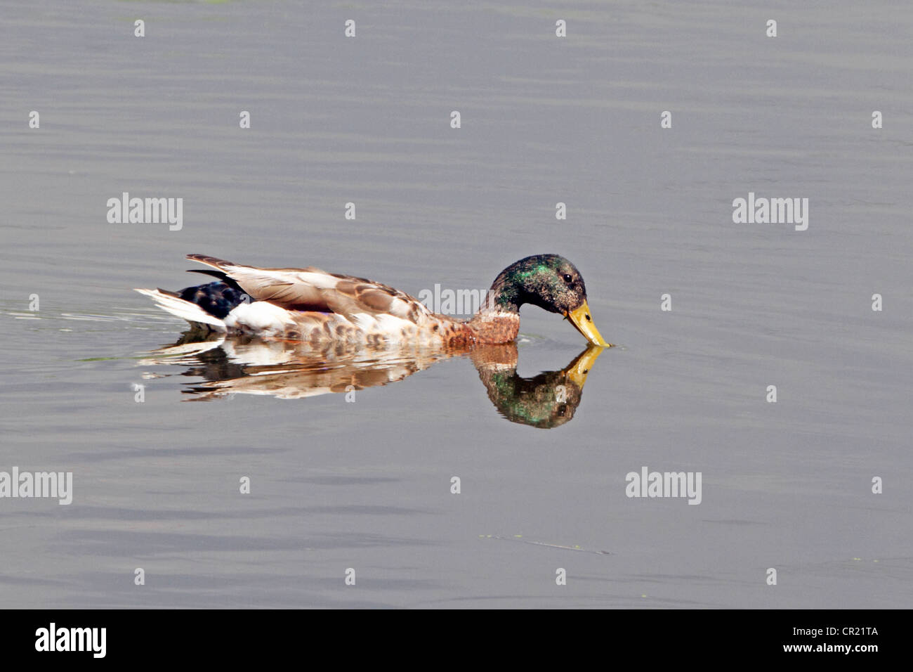 A male Mallard Duck, Anas Platyrynchos, losing its breeding plumage with its reflection in a saltmarsh. Stock Photo