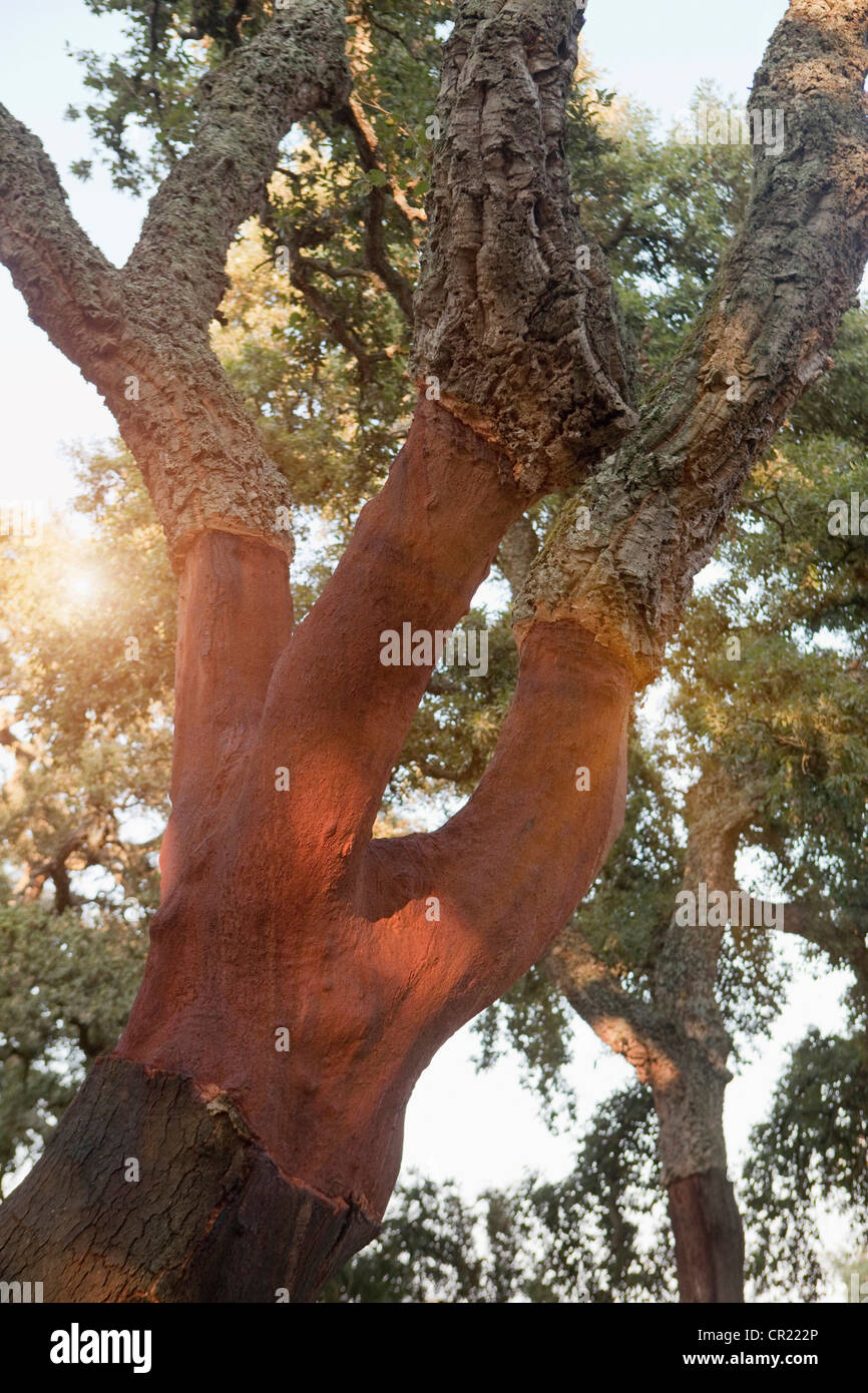 Stripped cork trees in rural forest Stock Photo Alamy