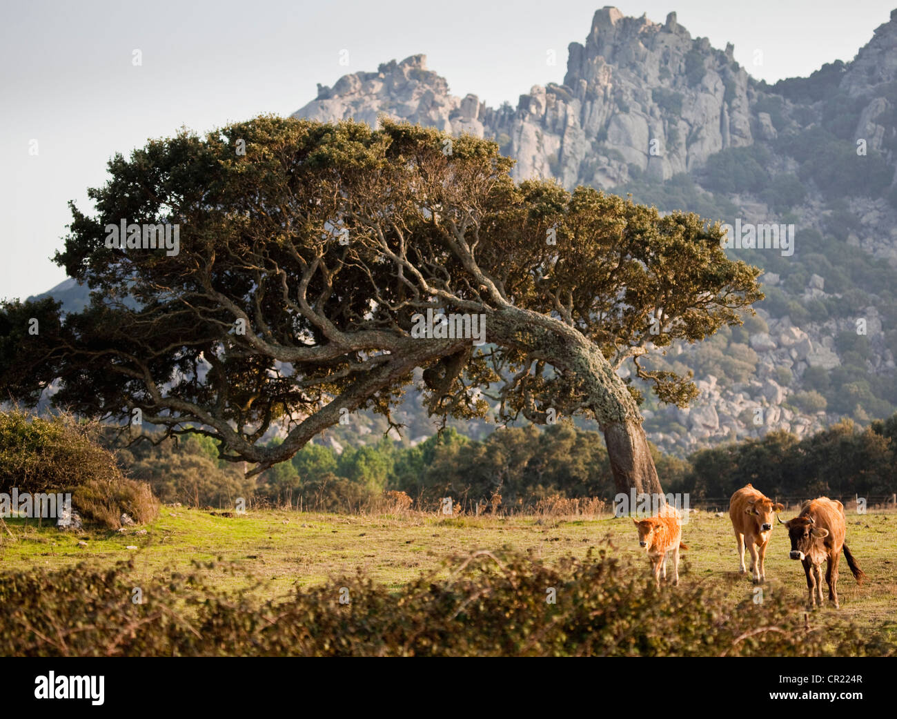 Curved tree growing in rural field Stock Photo Alamy