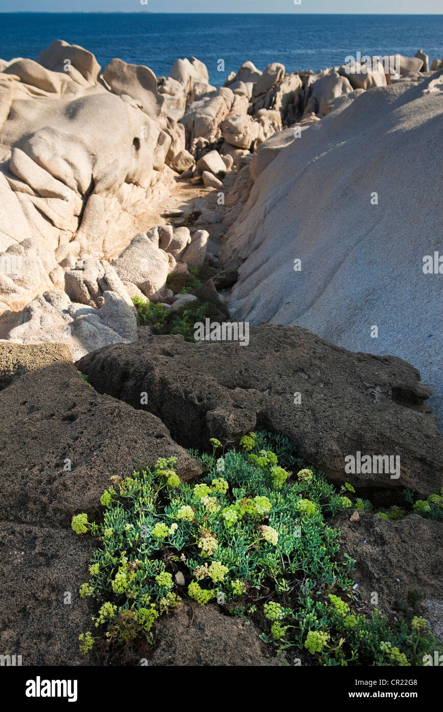 Plants growing in rock formations Stock Photo Alamy