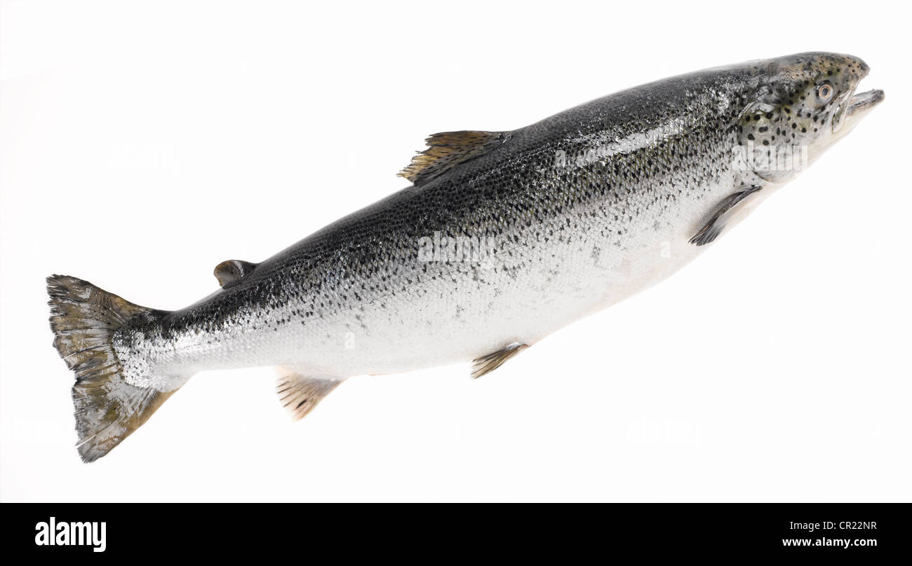 whole salmon Stock Photo