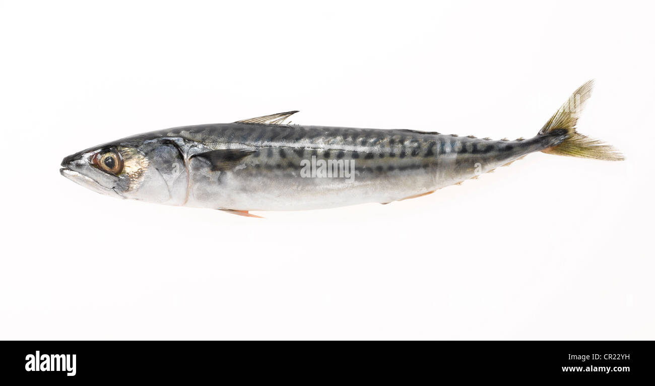 mackerel fish cut out Stock Photo