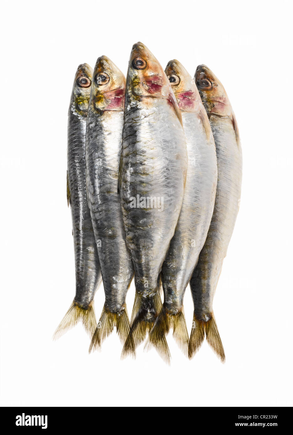 PREPARATION, CLEANING AND GUTTING OF THE SARDINES BY HAND BEFORE COOKING,  LA BELLE-ILOISE CANNERY, Stock Photo, Picture And Rights Managed Image.  Pic. GPT-PF009431