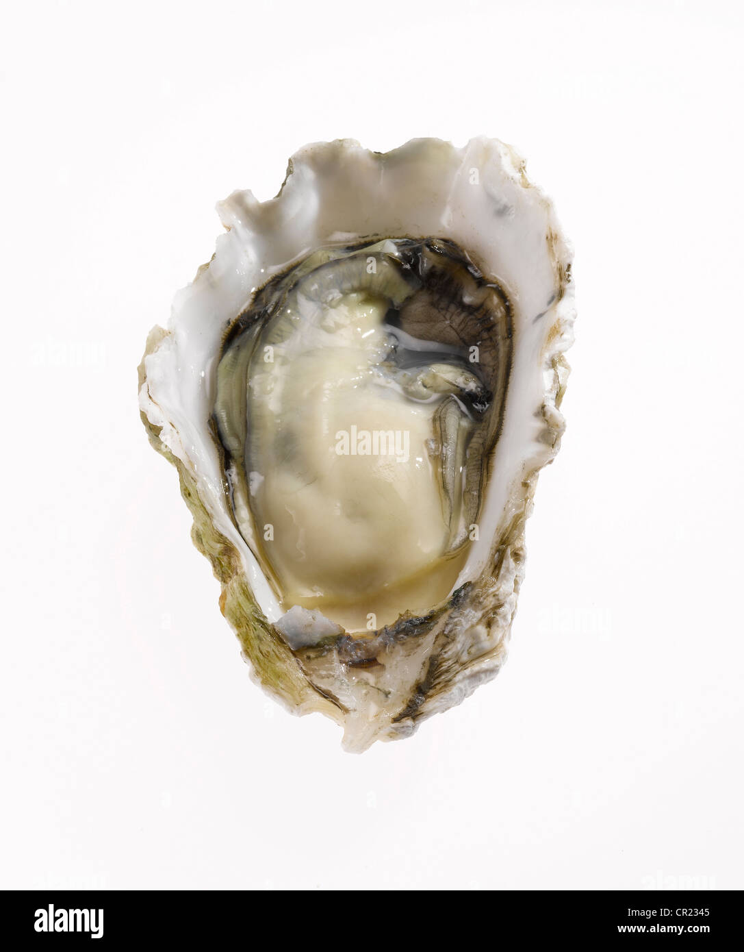 oyster on the half shell Stock Photo