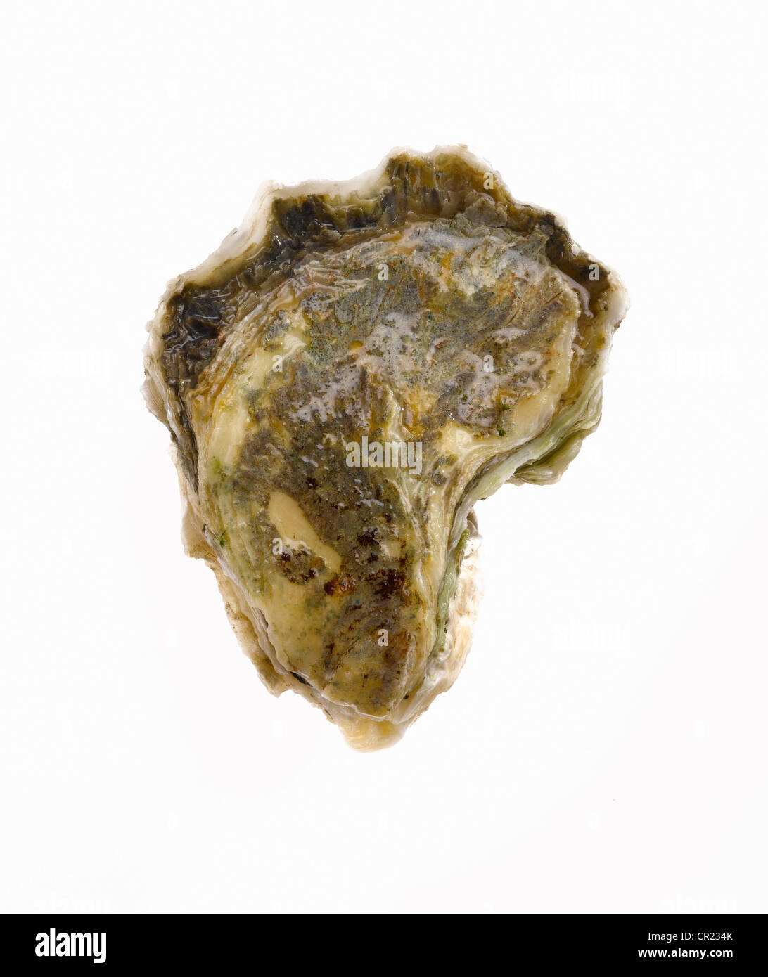 oyster on the half shell Stock Photo