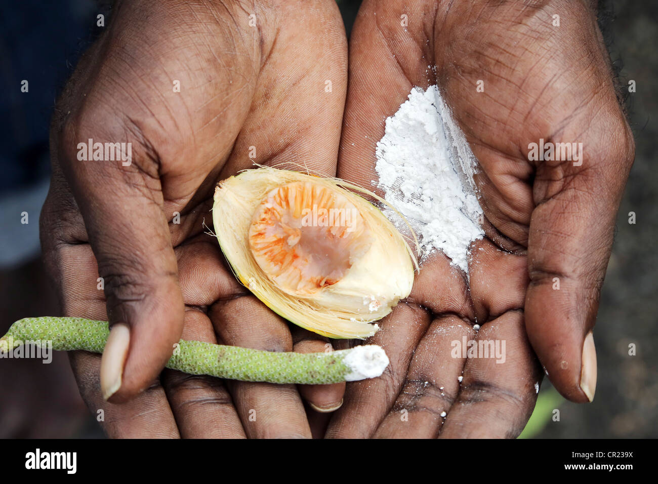 Hand holding betel nut (Areca nut). Nut is chewed with lime and a stem of mustard plant, this mixture colors mouth and teeth red Stock Photo