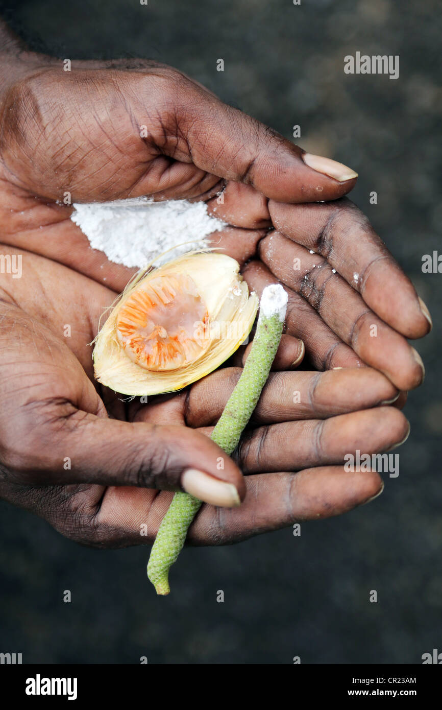 Hand holding betel nut (Areca nut). Nut is chewed with lime and a stem of mustard plant, this mixture colors mouth and teeth red Stock Photo