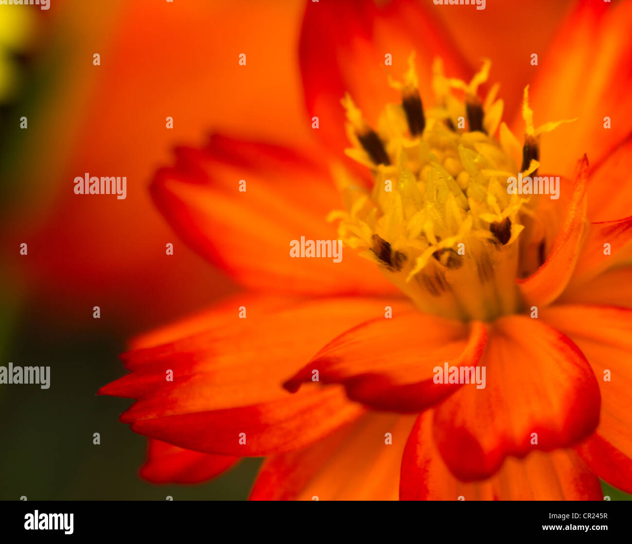 Flower Shooting with Macro Mode Stock Photo Alamy