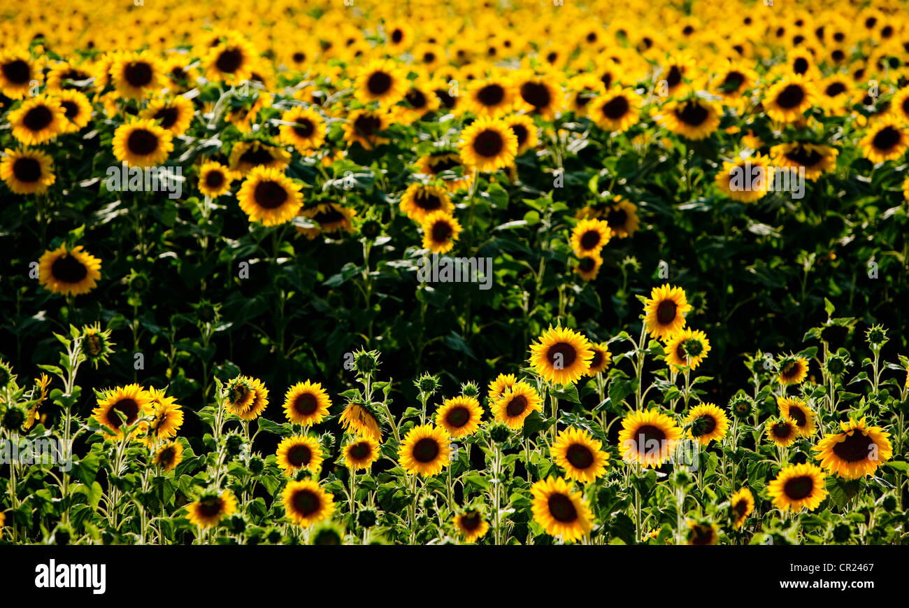 Field of sunflowers Stock Photo Alamy