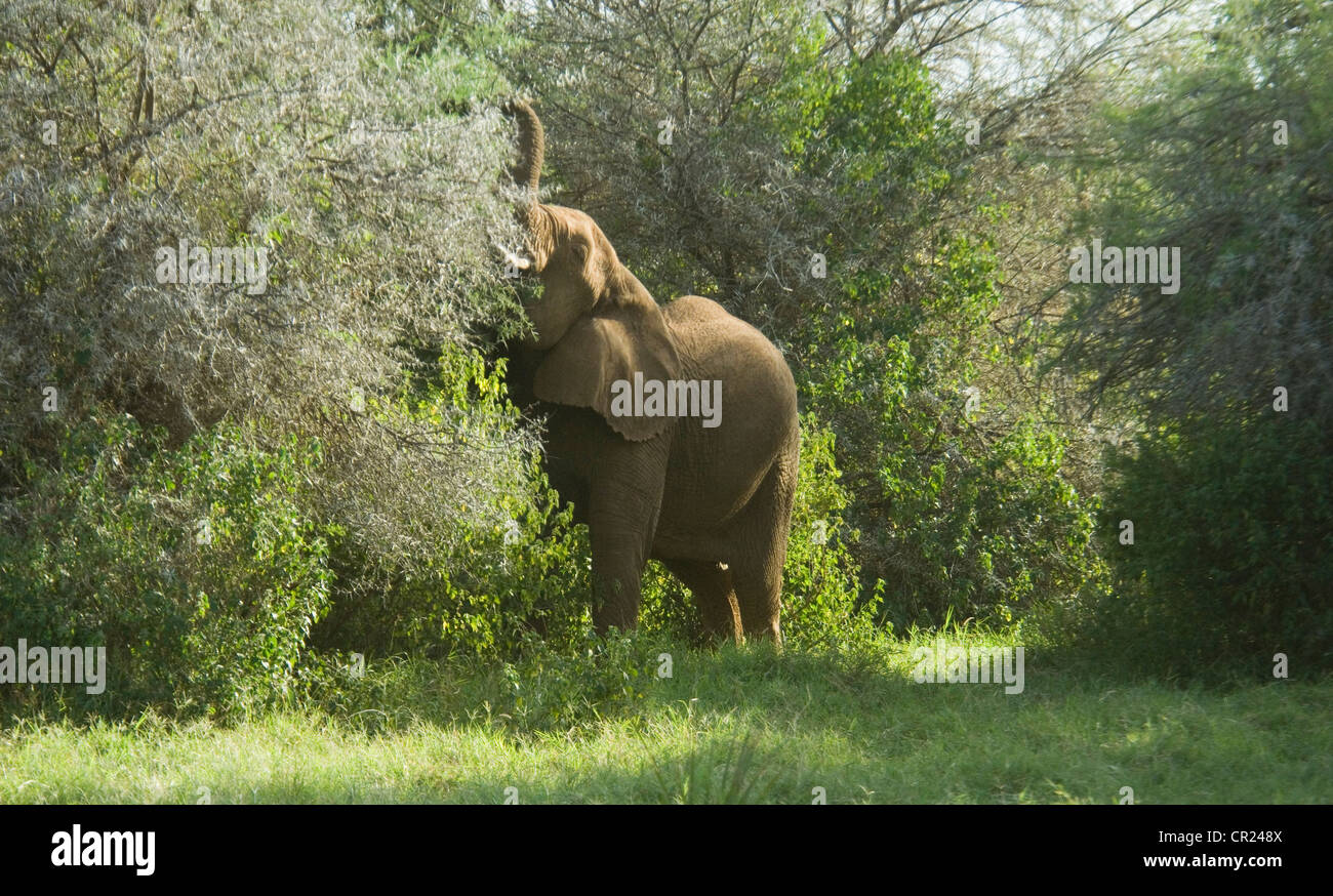 Elephant reaching up with trunk for leaves from tree Stock Photo - Alamy