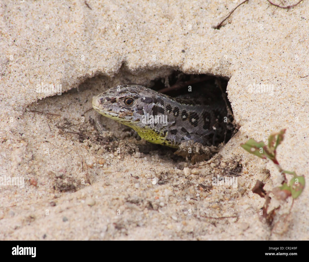 Female sand lizard peeking out of newly made burrow before laying eggs